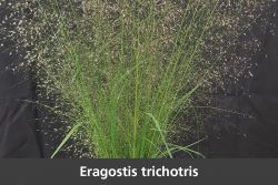Blumenboerse Moerschwil Graesershow Eragostis trichotris