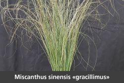 Blumenboerse Moerschwil Graesershow Miscanthus sinensis gracillimus